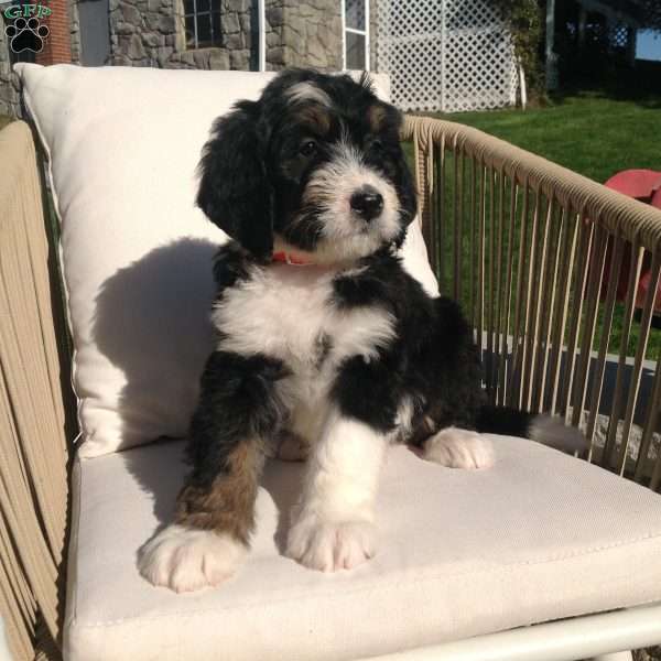 Lexi, Bernedoodle Puppy